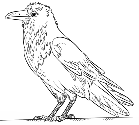 Common Raven Coloring Page